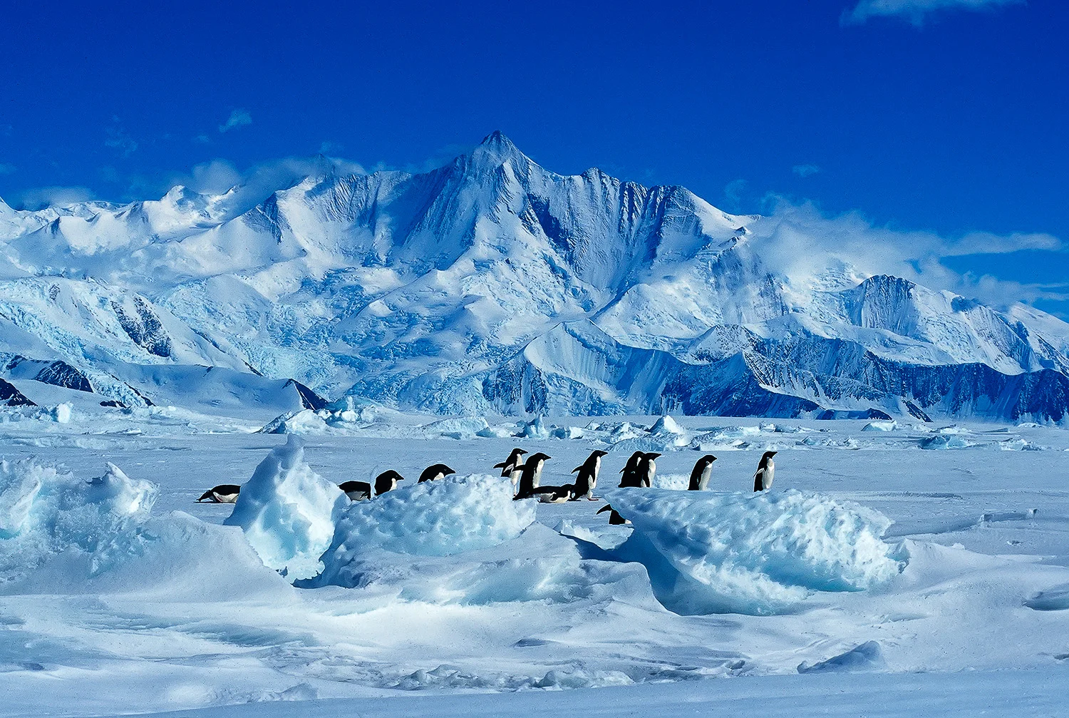 Adelie Penguins and Mt. Herschel (10,942’), Ross Sea, Antarctica