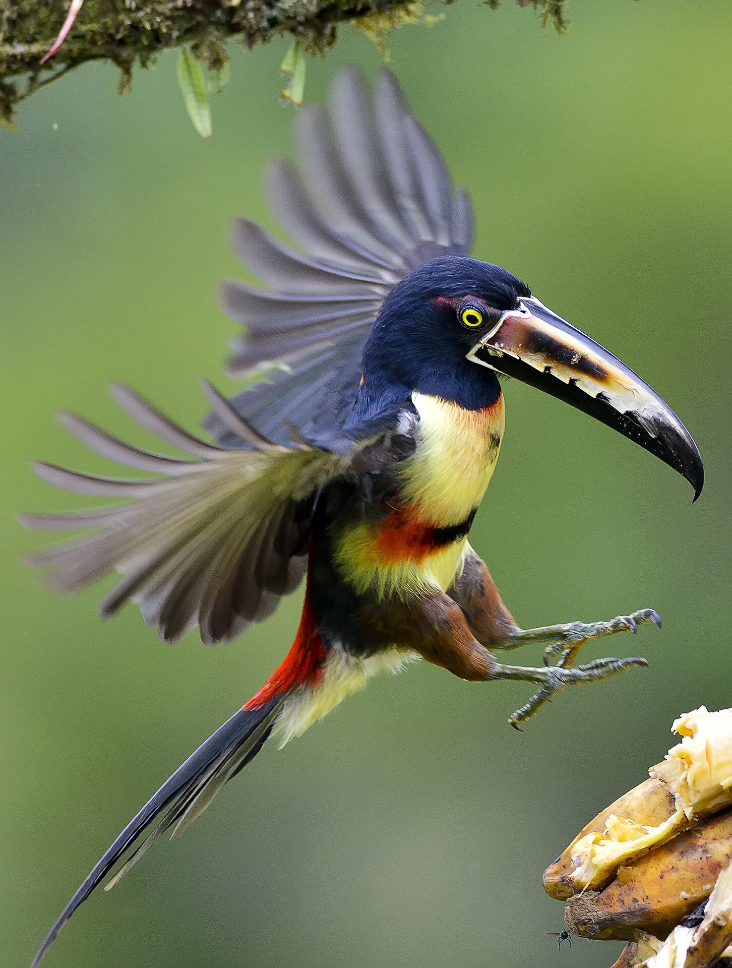 Collared Aracari (Pteroglossus torquatus), Costa Rica