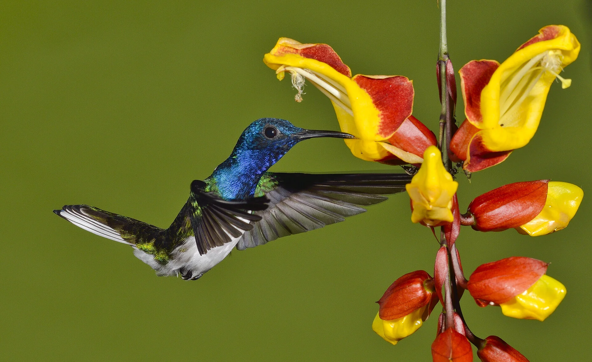 Male White-necked Jacobin (Florisuga mellivora), Costa Rica