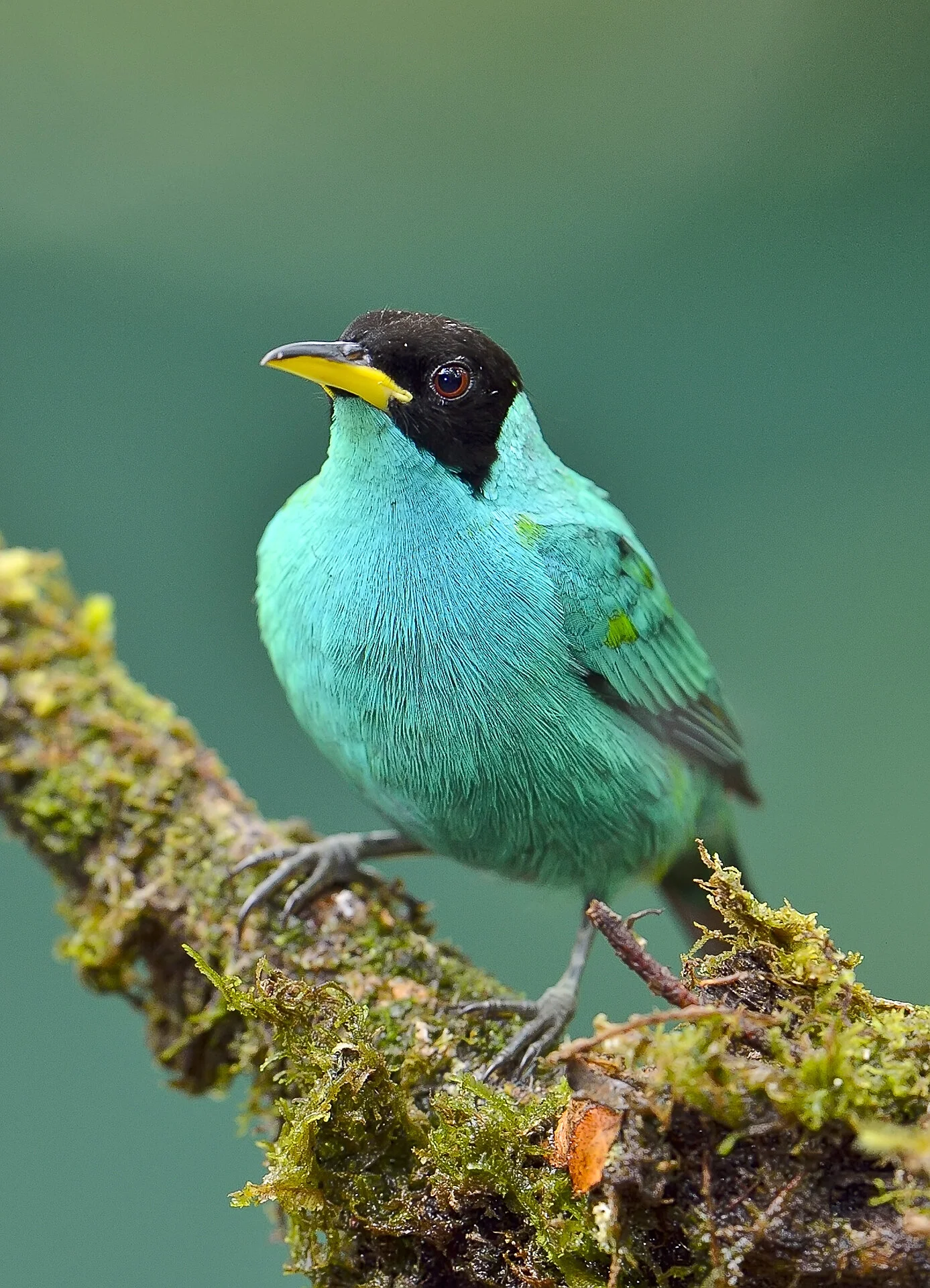 Male Green Honeycreeper (Chlorophanes spiza), Costa Rica
