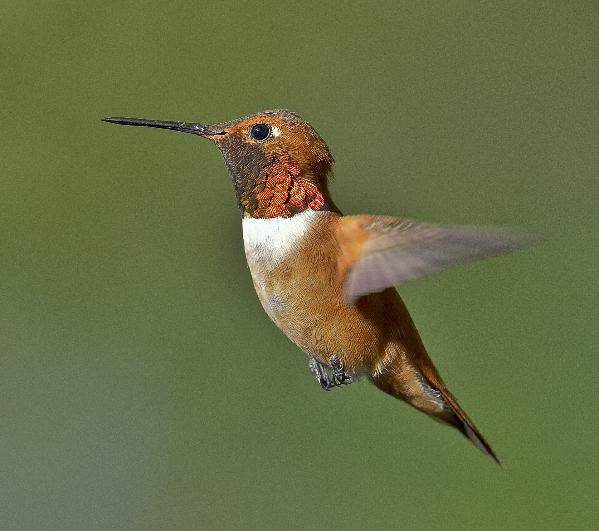 Male Rufous Hummingbird (Selasphorus rufus)