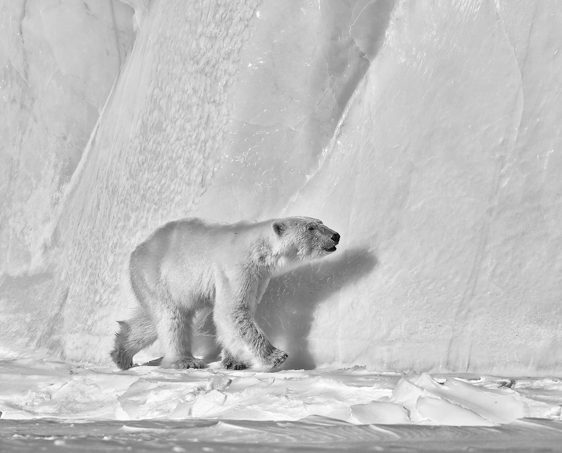 Polar Bear (Ursus maritimus), Nunavut