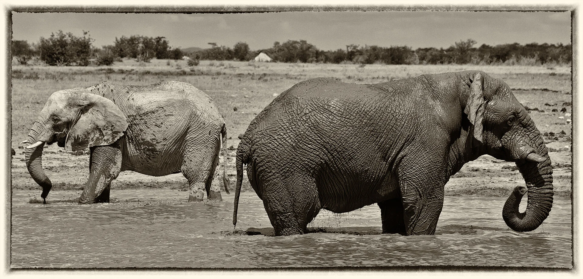 African elephants (Loxodonta africana) at waterhole, Etosha National Park, Namibia.