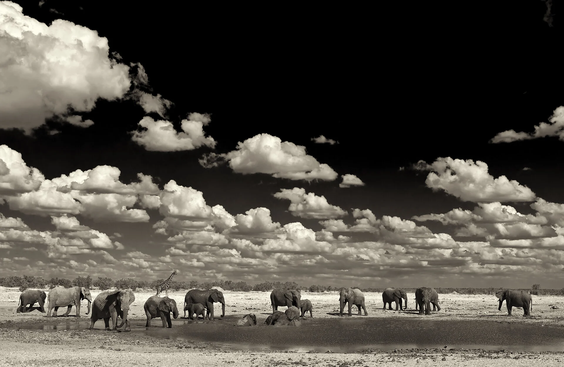 The Waterhole. African elephants (Loxodonta africana) at a waterhole, Etosha National Park, Namibia.