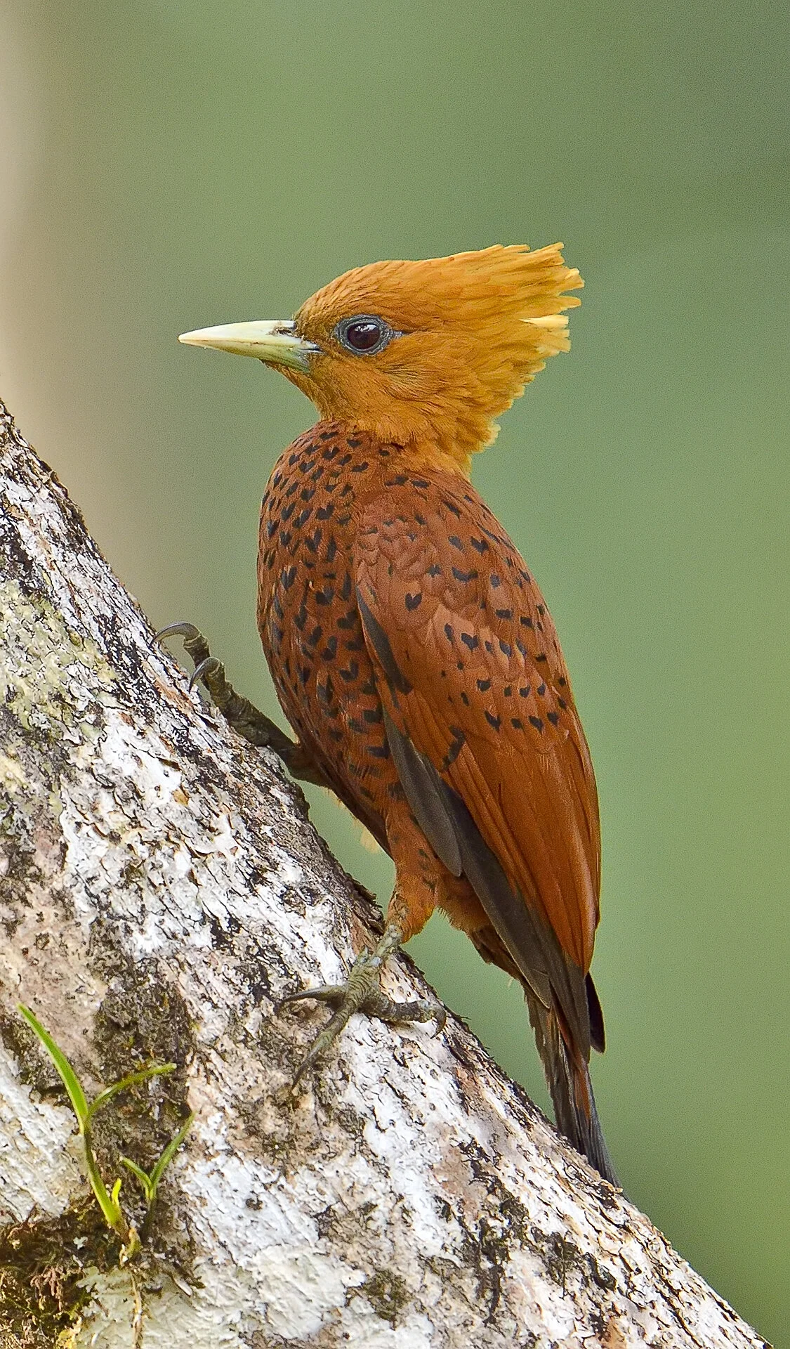Female Chestnut-colored Woodpecker (Celeus castaneus), Costa Rica
