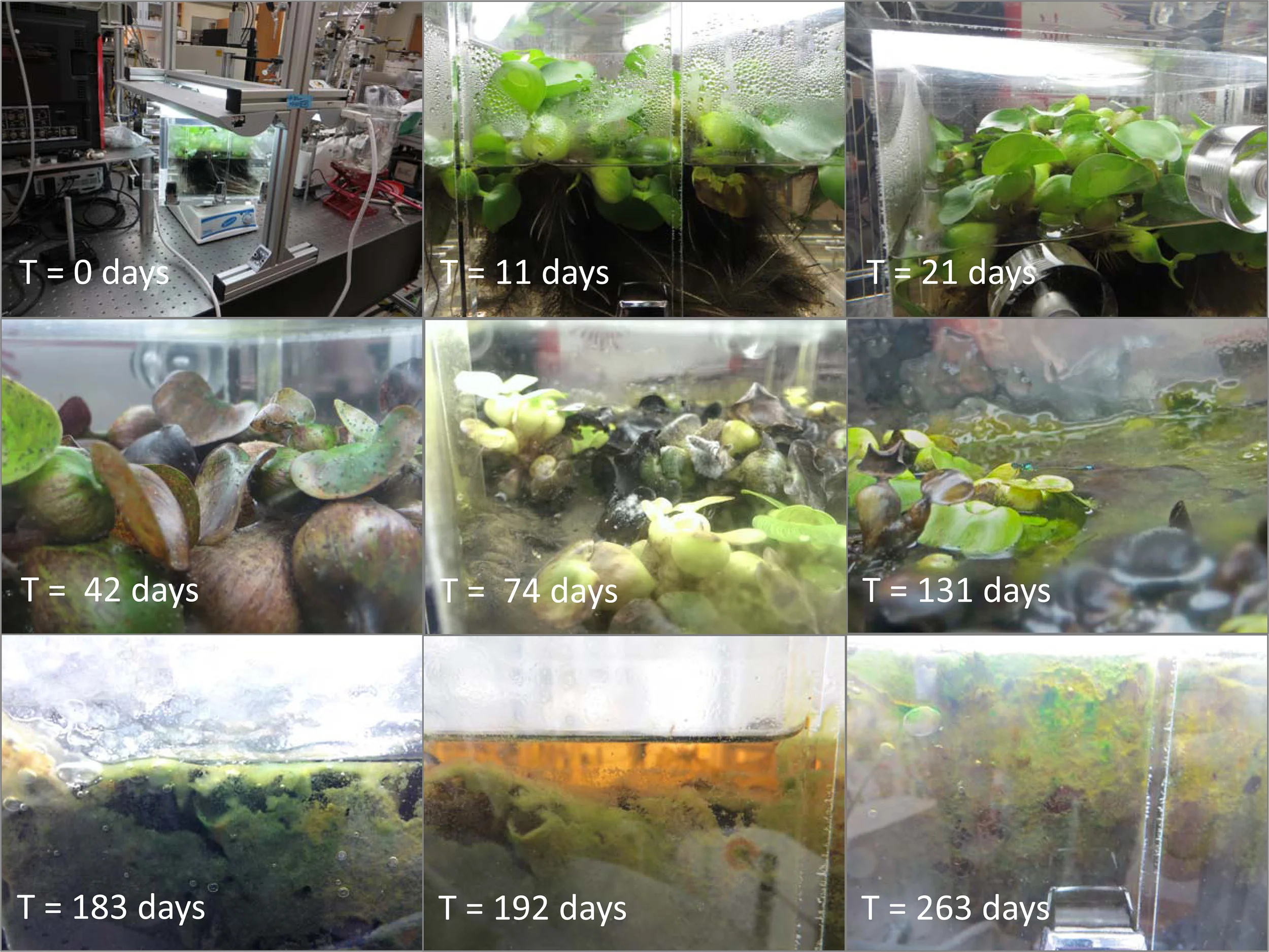 The life (and eventual death) of the terrarium.