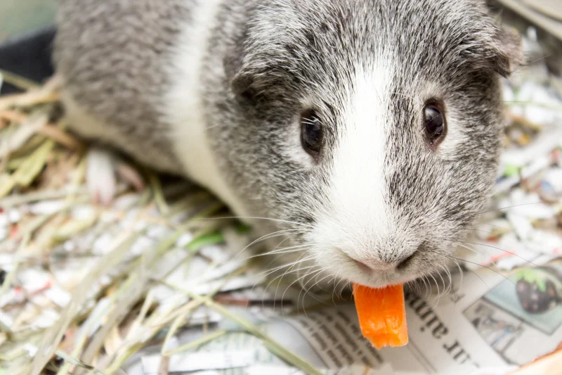 Longmont Humane Society // Longmont, Co