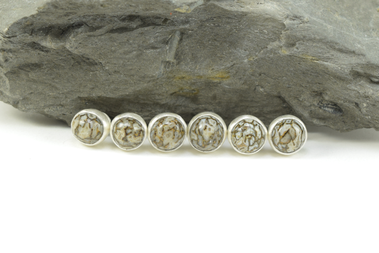 Dinosaur Bone Studs 2026 all.png