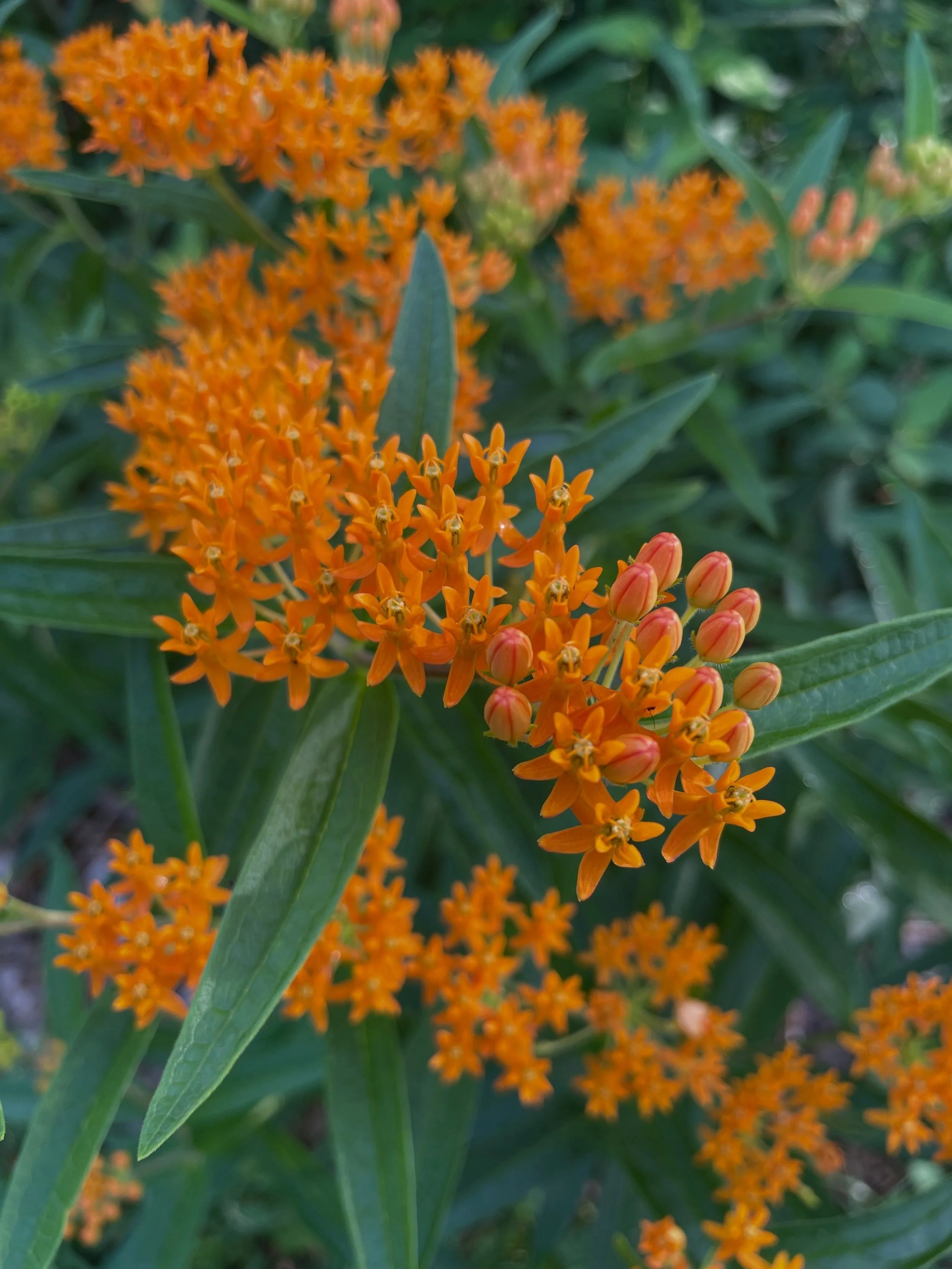 New items will be available on lithicdesign.com tomorrow at noon EDT. 

This website update includes my spotted lanternfly pendant and eight new pairs of earrings. 

Milkweed pictures were taken while visiting my friends at @workinggardens

#nativepl
