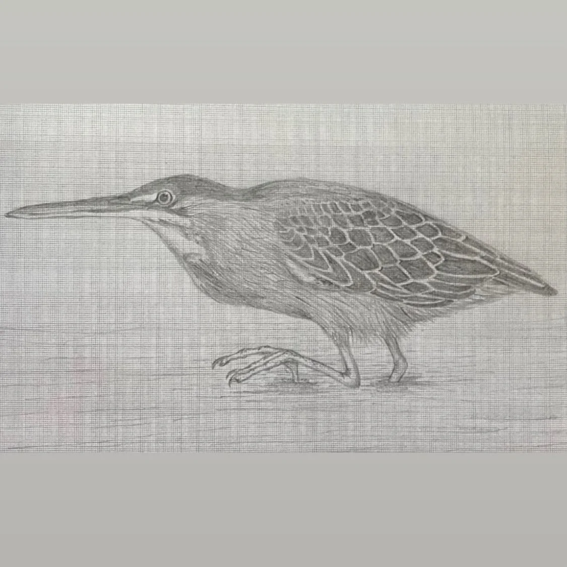@joe_bolster and I have seen a couple green herons this summer for the first time in our lives. They&rsquo;re not all that uncommon this time of year, but they&rsquo;re sneaky and hard to spot. Maybe you only see them when you slow down enough to not