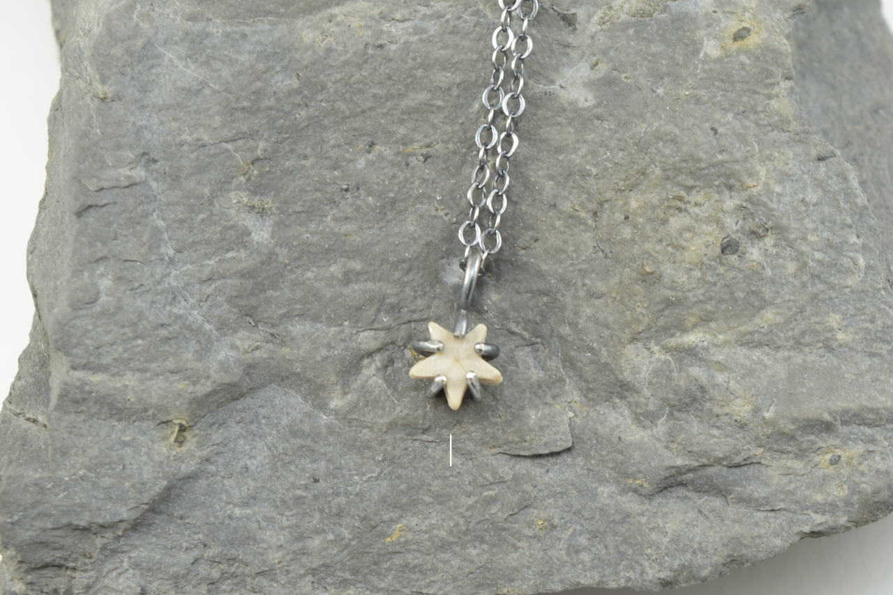 Light Star Crinoid Necklaces June 2026 I.png