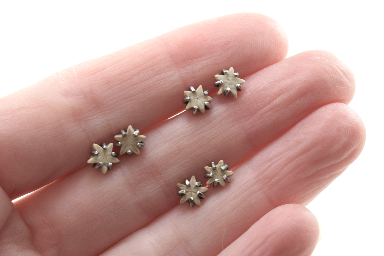 Light Crinoid Star Earrings June 2026 (2).png