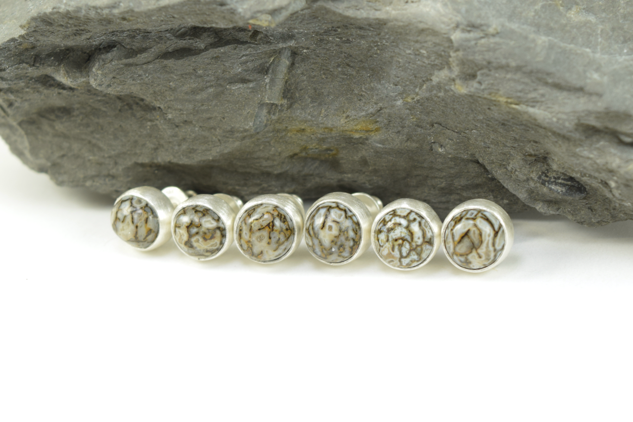 Dinosaur Bone Studs 2026 all (1).png