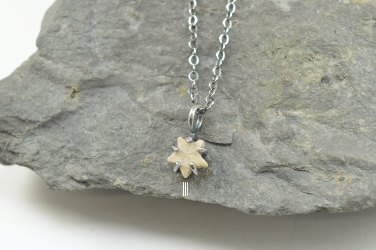 Light Star Crinoid Necklaces June 2026 III.png
