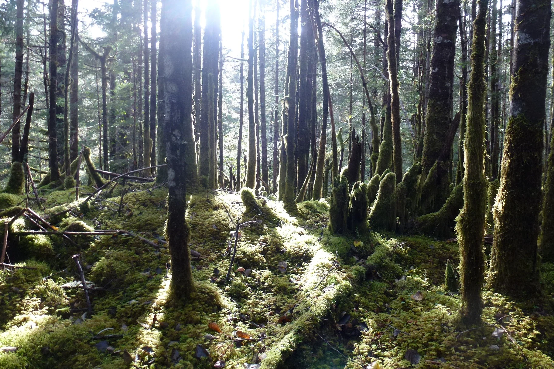 Forest.jpg