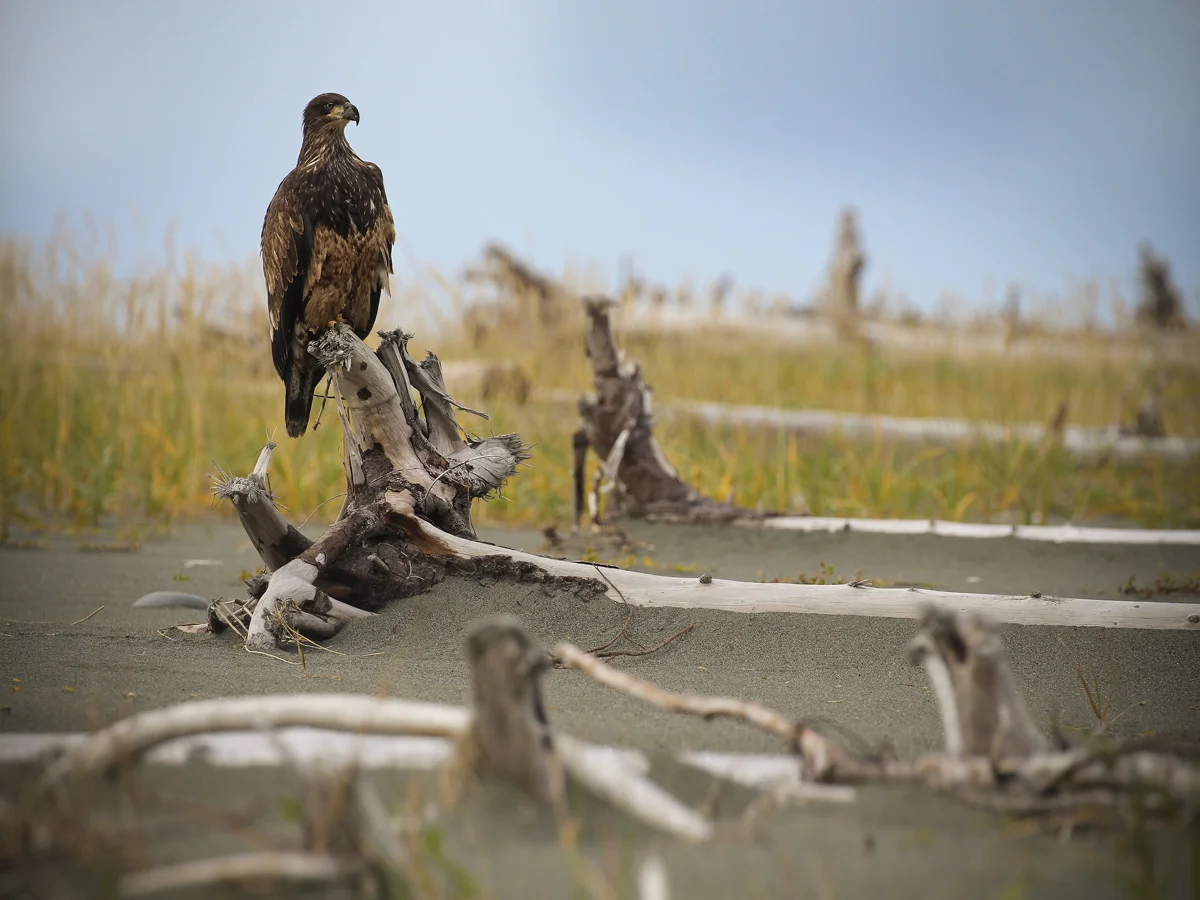 Eagle perched.jpg