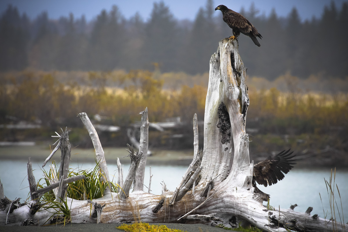 2 young eagles log.jpg
