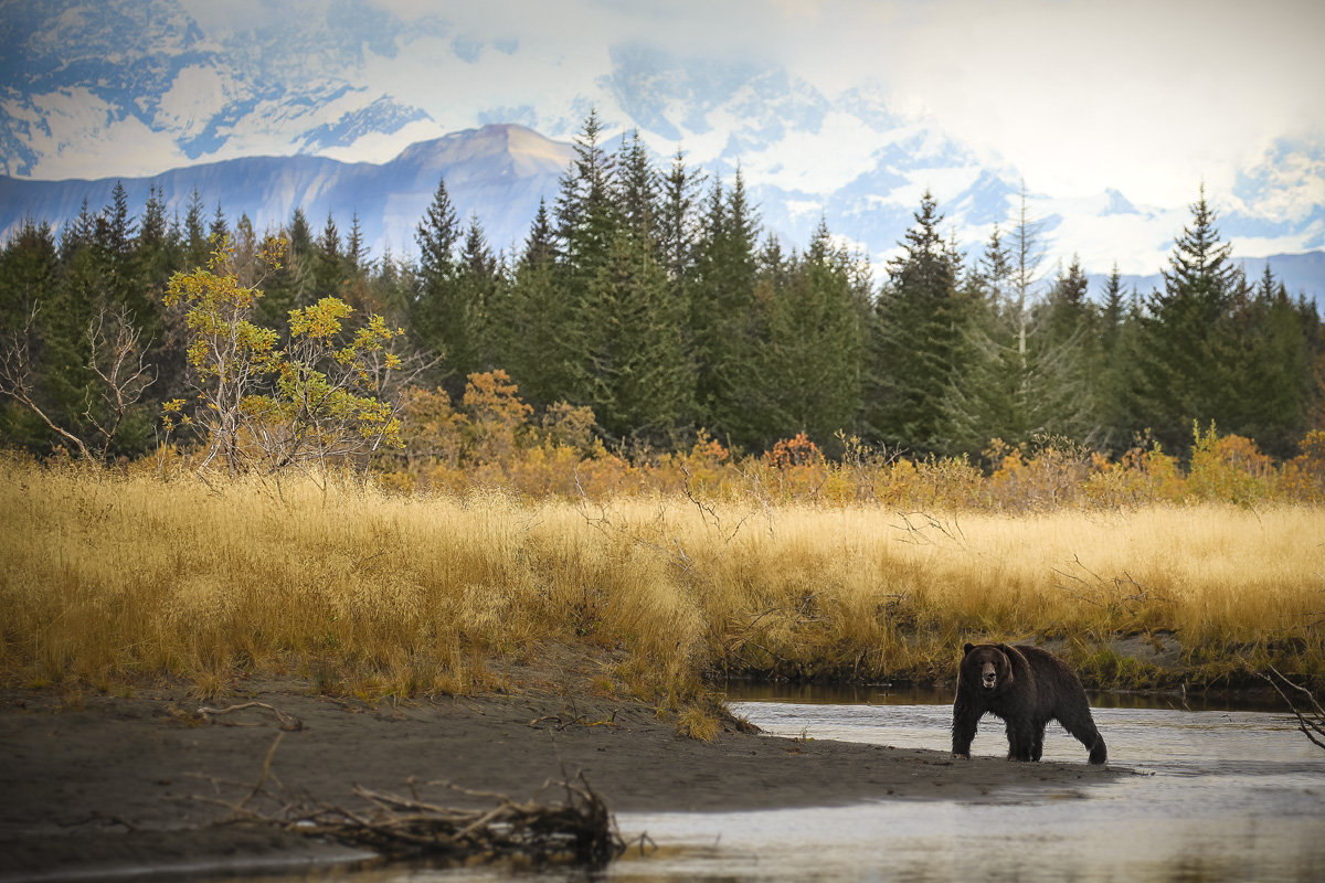 Bear with background.jpg