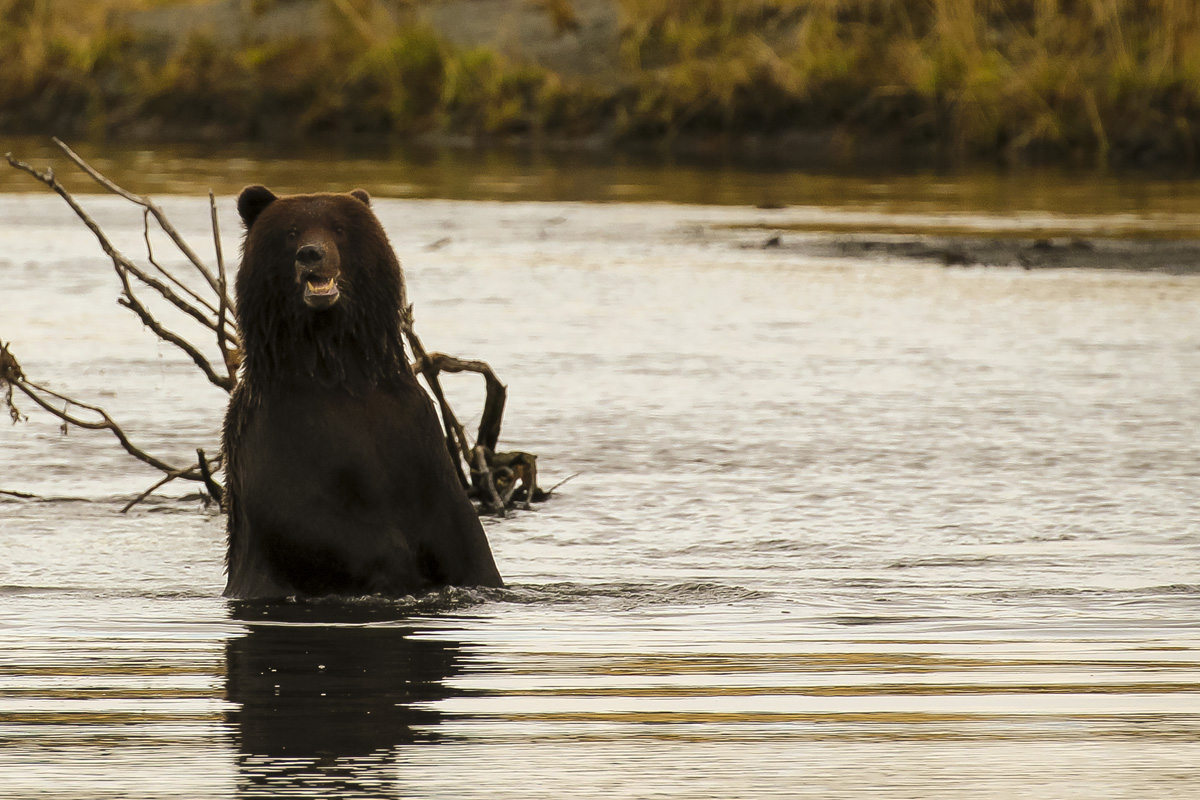 Bear waist deep goofy.jpg