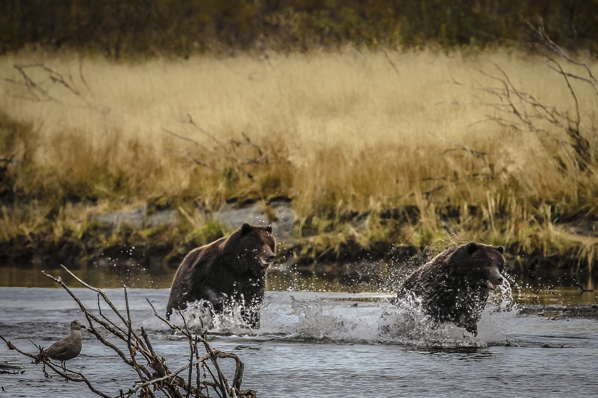 2 bears running.jpg