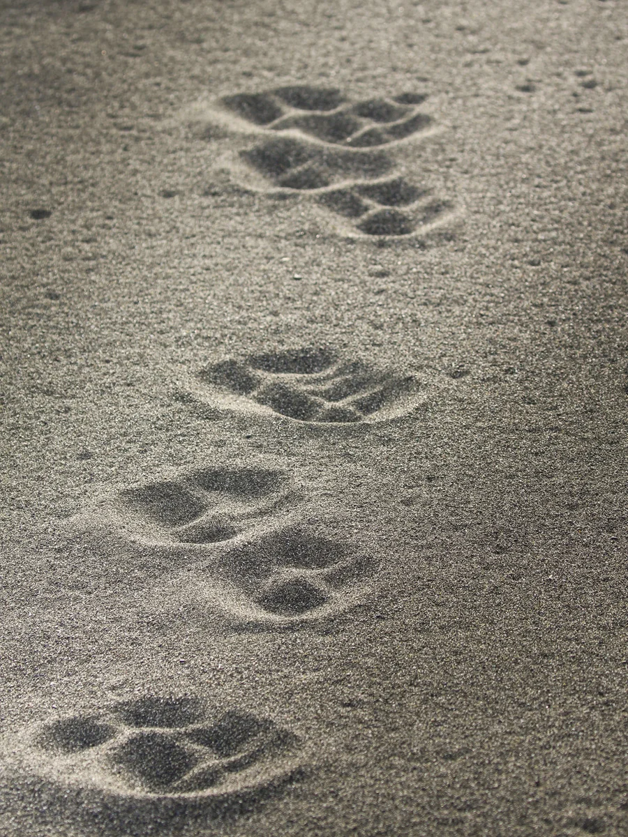 Wolf tracks.jpg