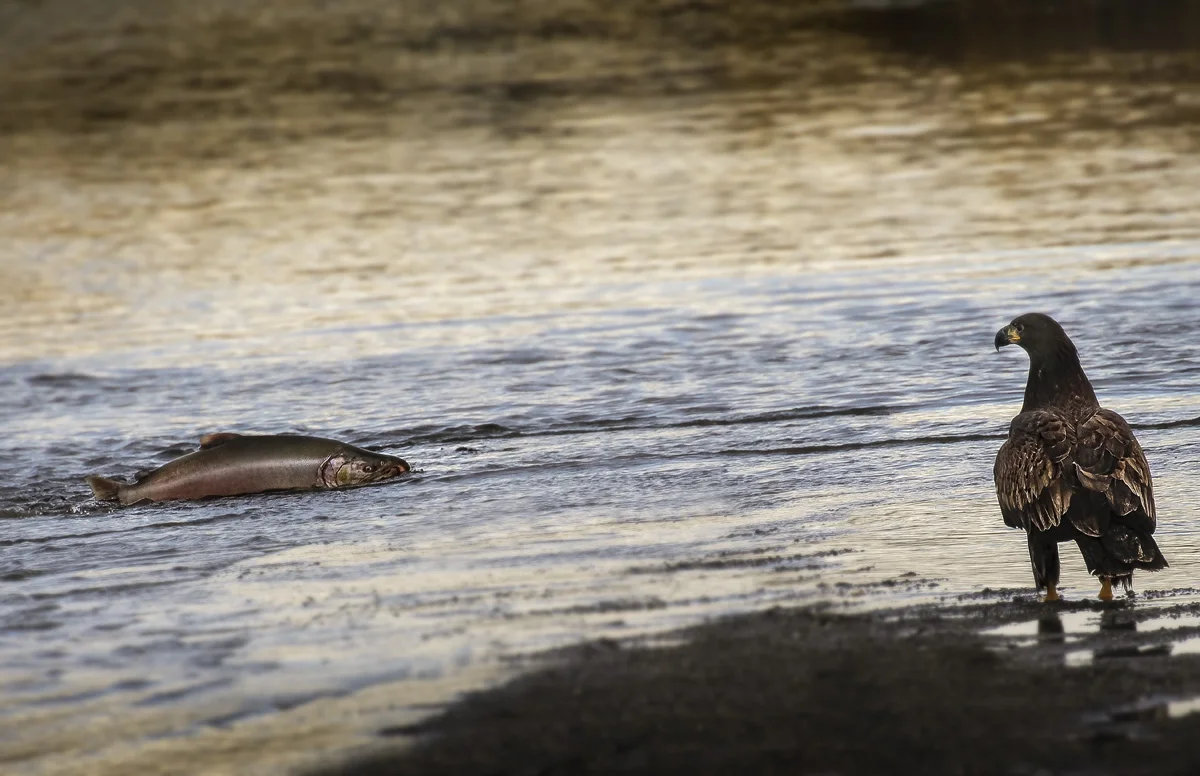 Eagle salmon.jpg