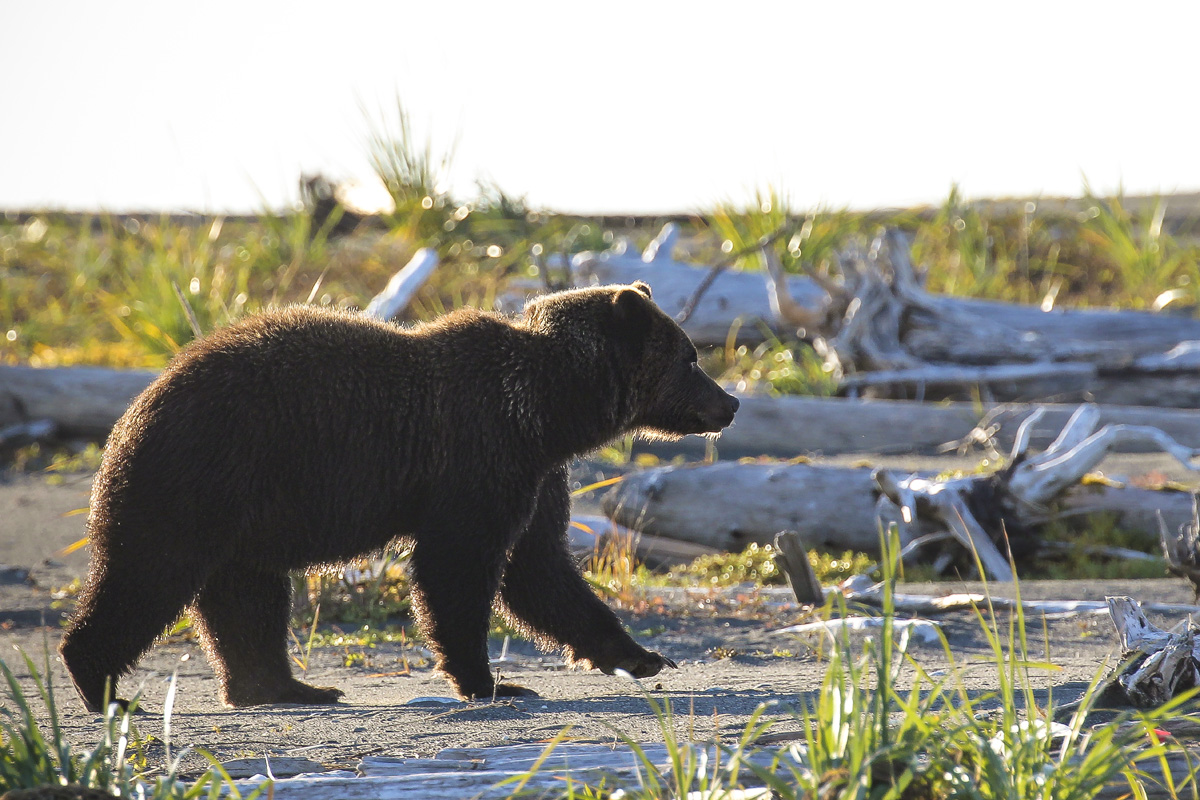 Bear walking Yhatse.jpg