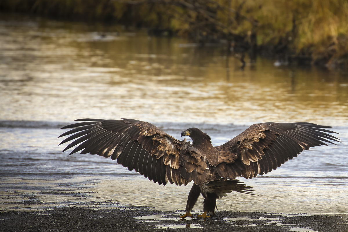 Eagle wings spread.jpg