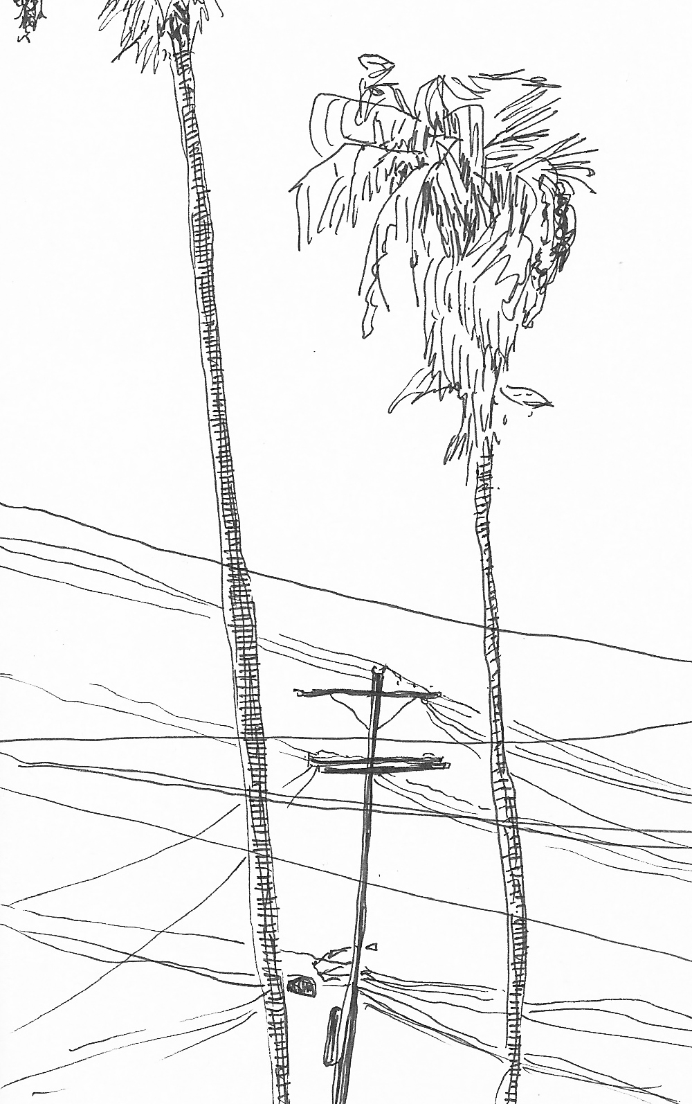 page 1 palm tree and wires.jpg