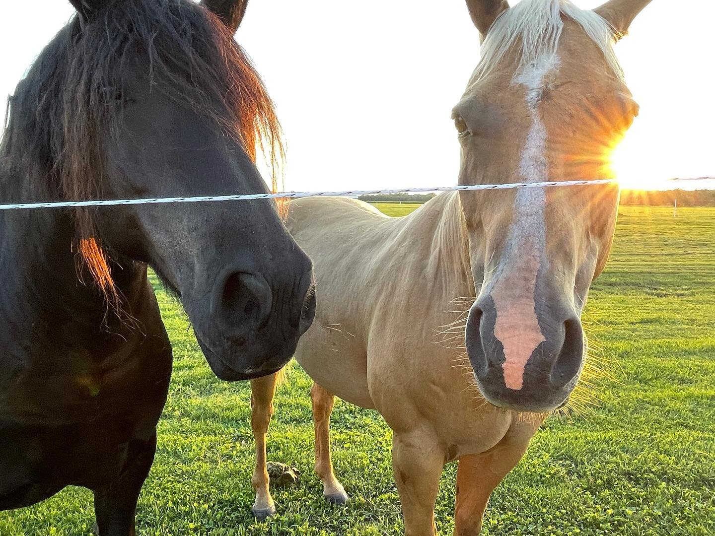Meet the beautiful and friendly horses of Aspire Ranch where we lucked into being the very first Harvest Host guests to enjoy these beautiful surrounds. 
@harvesthosts #aspireranch #schoolhouseunique #adventuresinbliss #vanlife #harvesthosts #horsefa