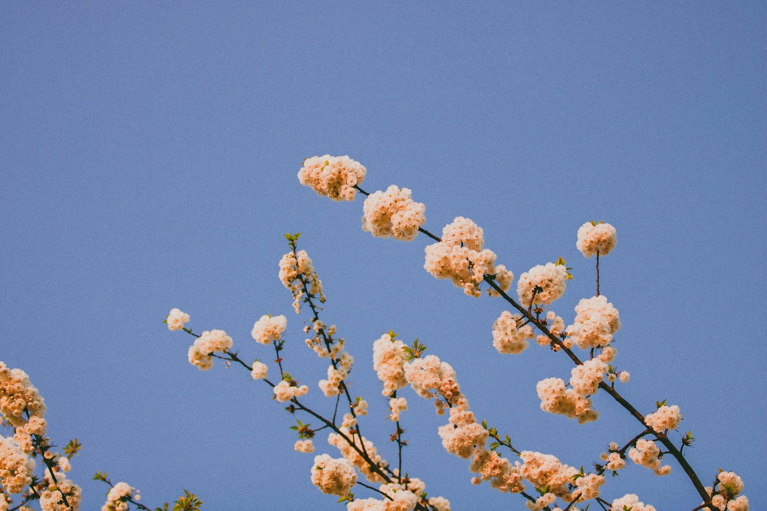 unsplash-image-ch0bdm8v4Bc.jpg