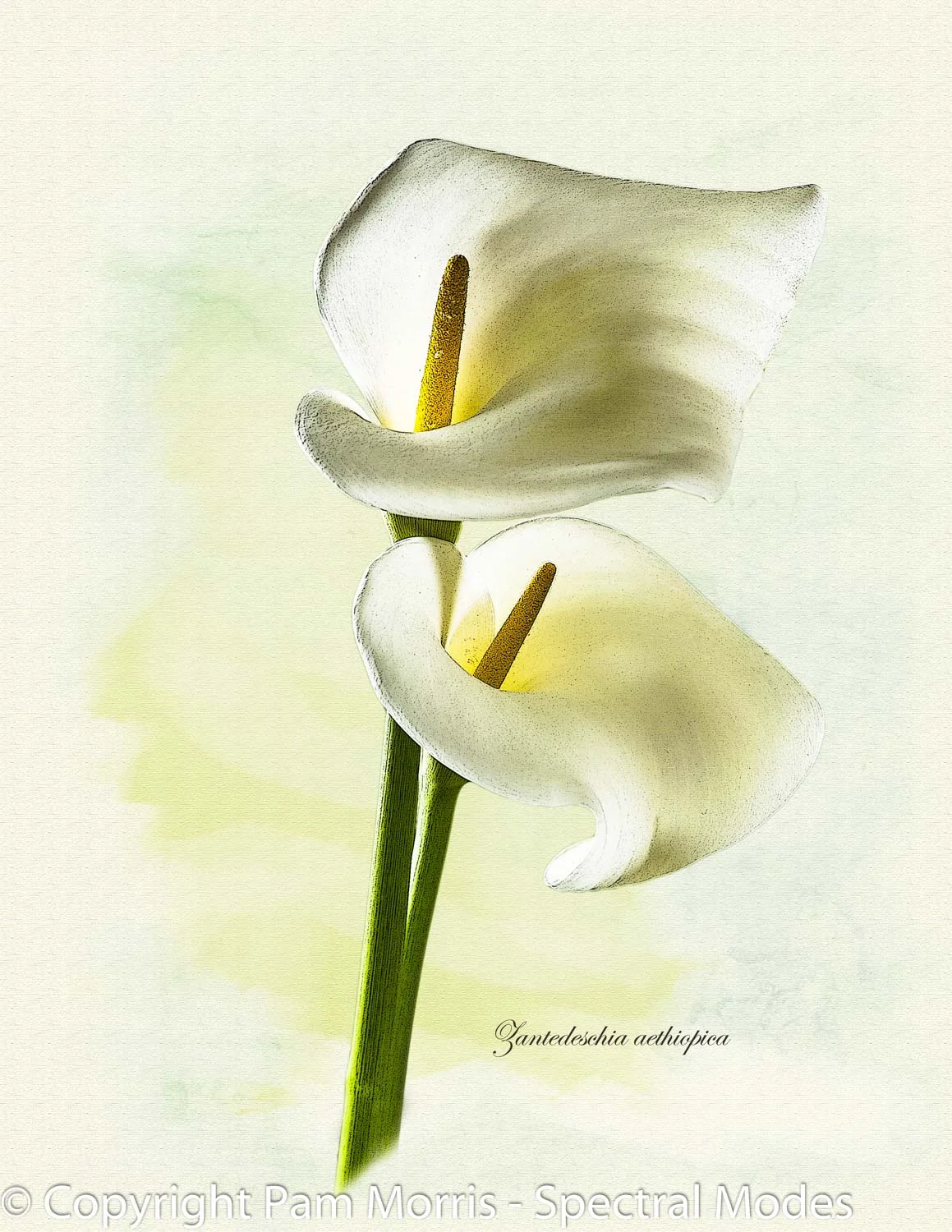 Genteel Elegance - Arum Lilies