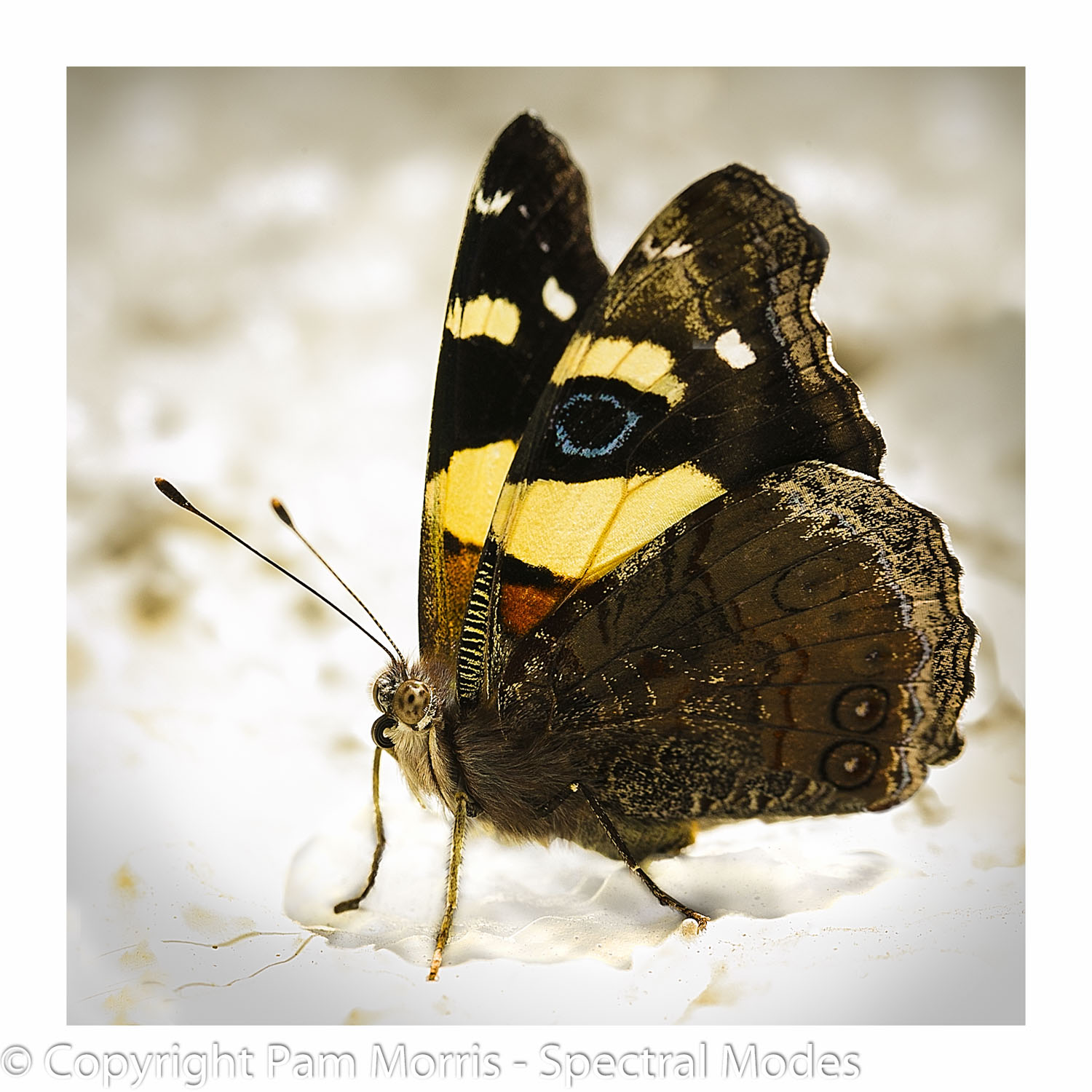 Butterfly - Australia