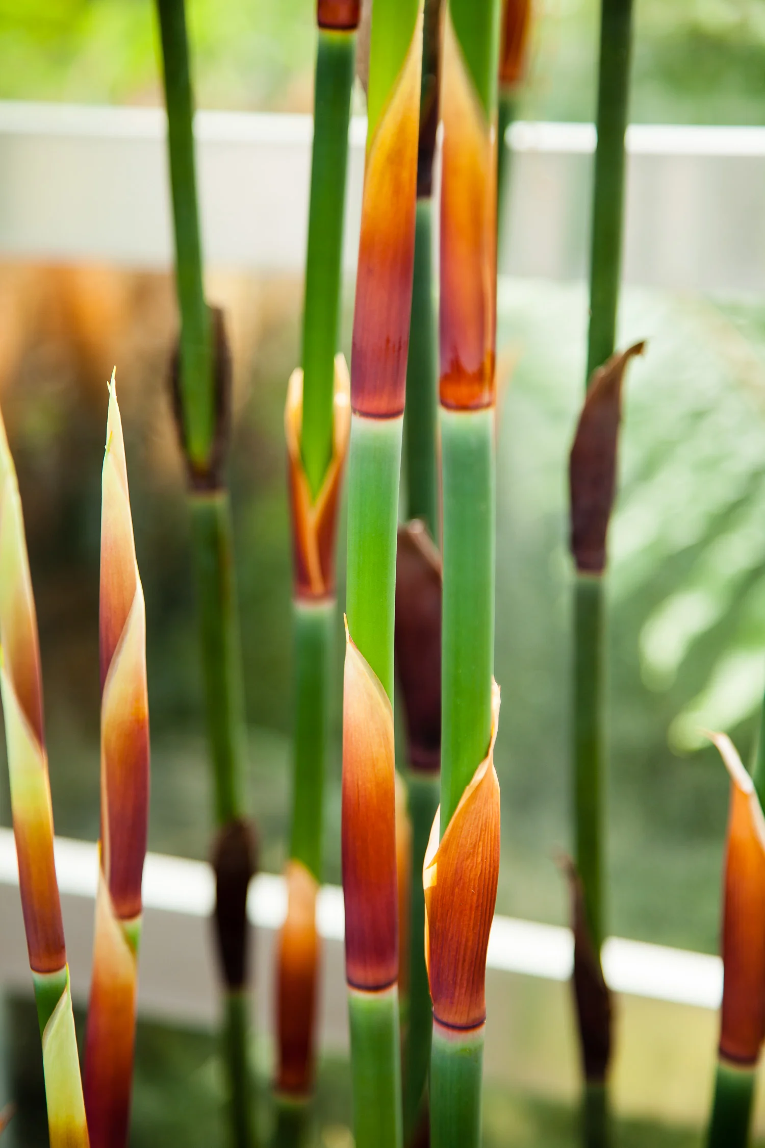 Bamboo