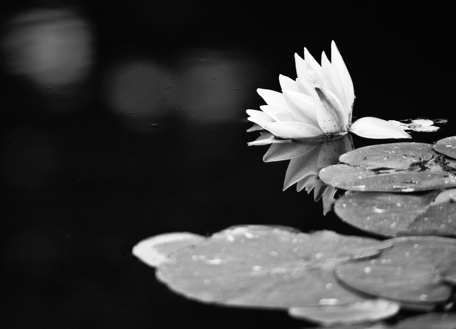 Water Lily