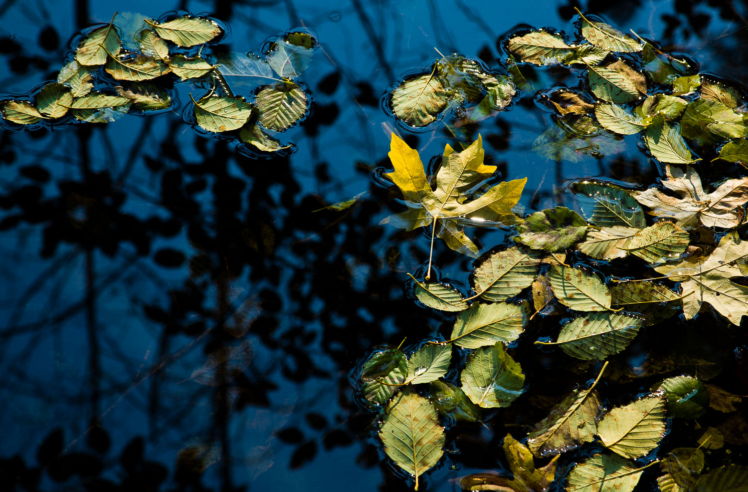 Pond Leaves