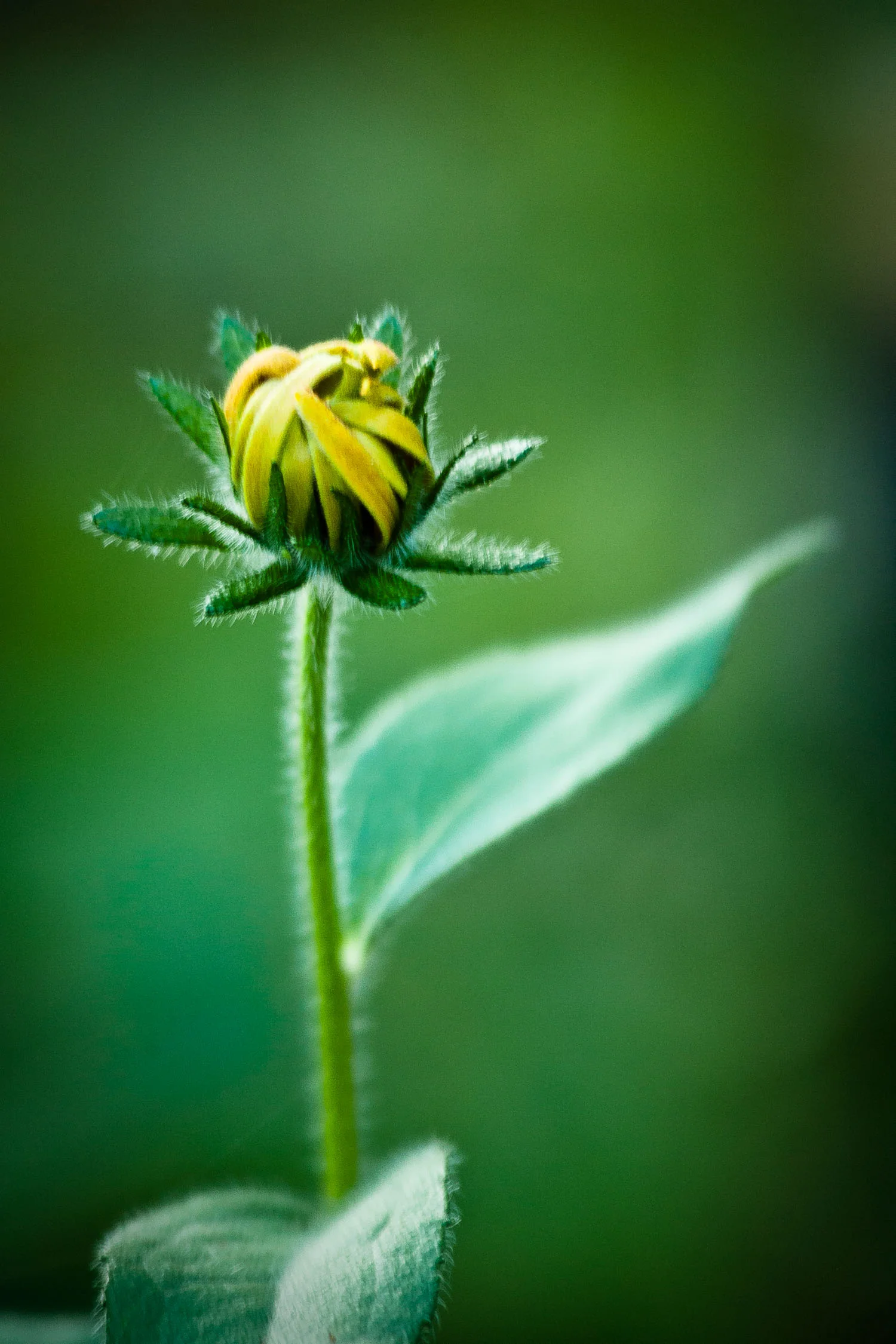 Burst Free