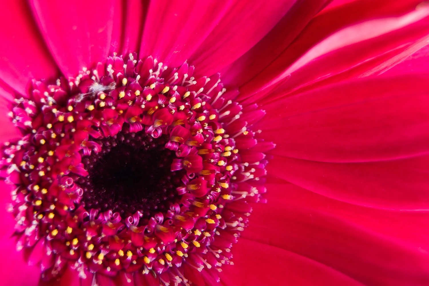 Daisy Eye
