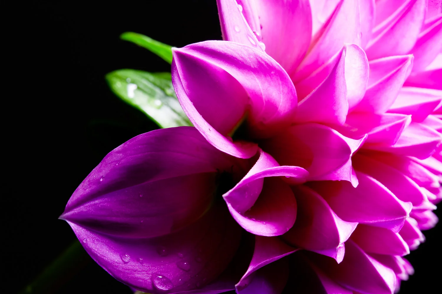Dewy Dahlia