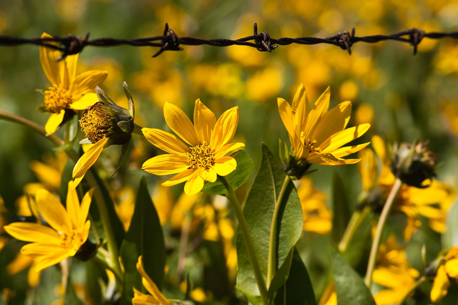 Field of Gold