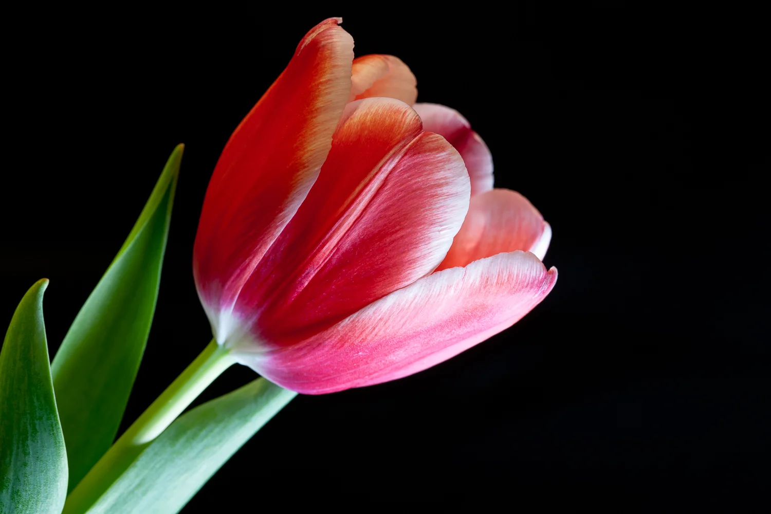 Flowers for Mom: Red Tulip