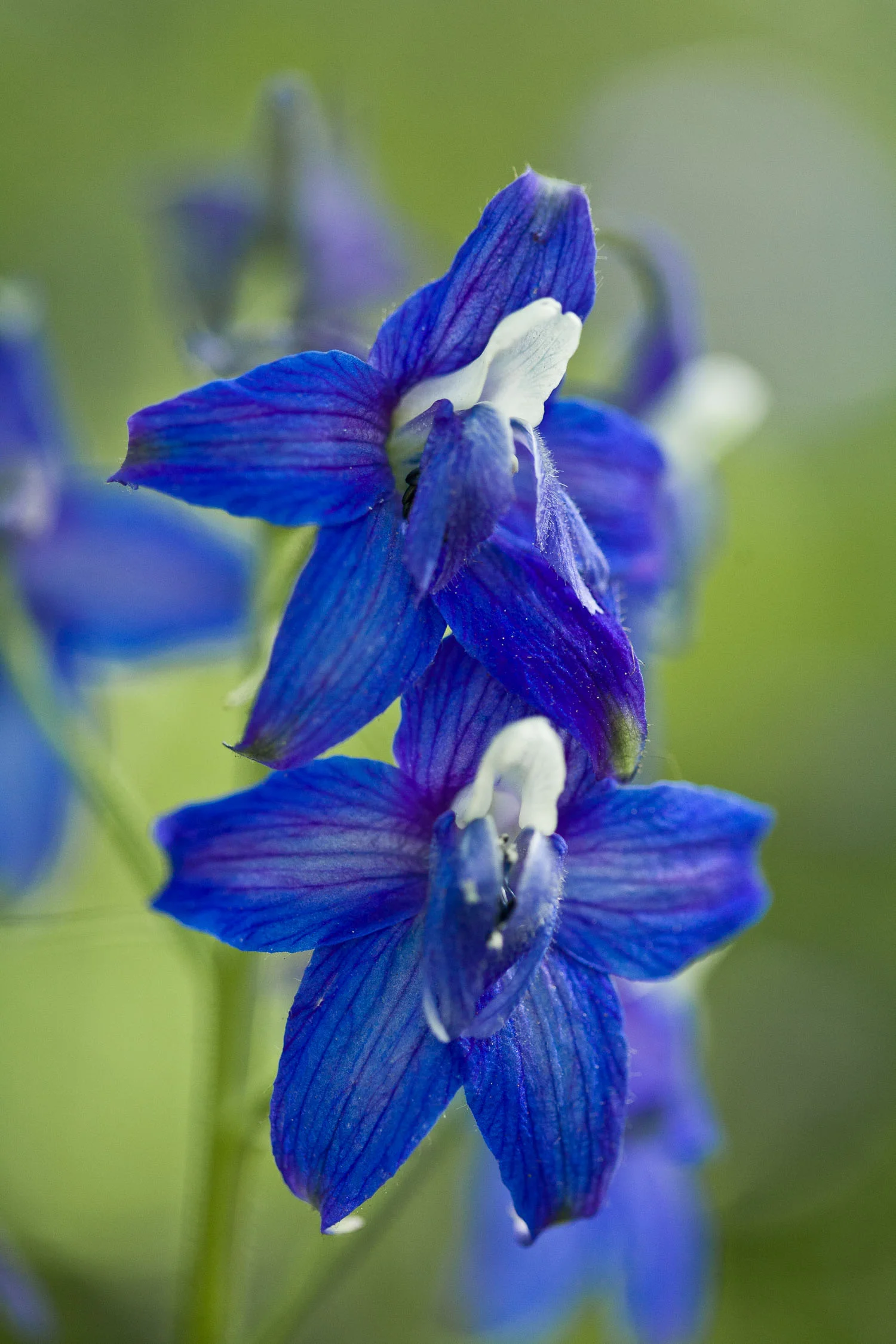 Larkspur II