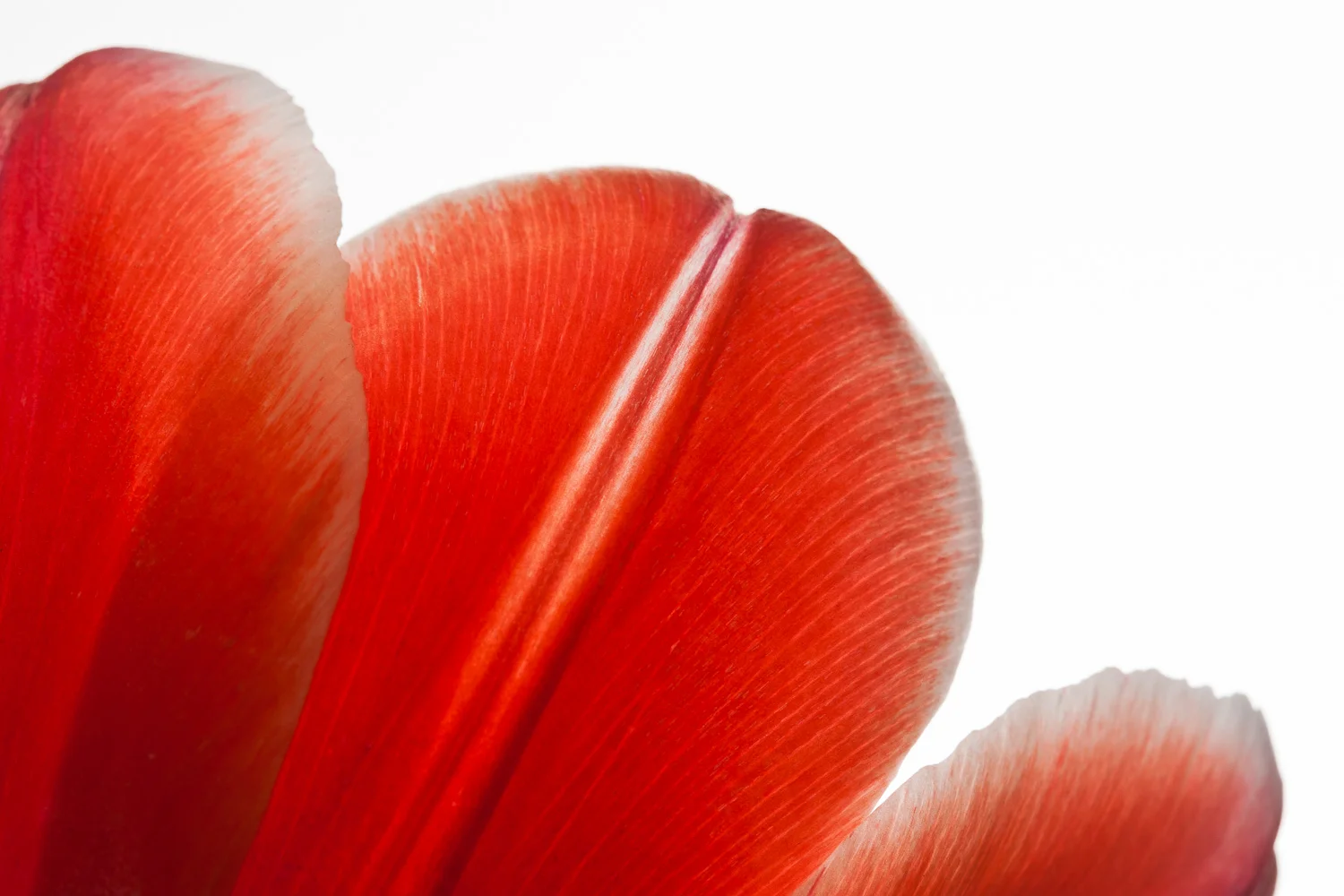 Nature's Design