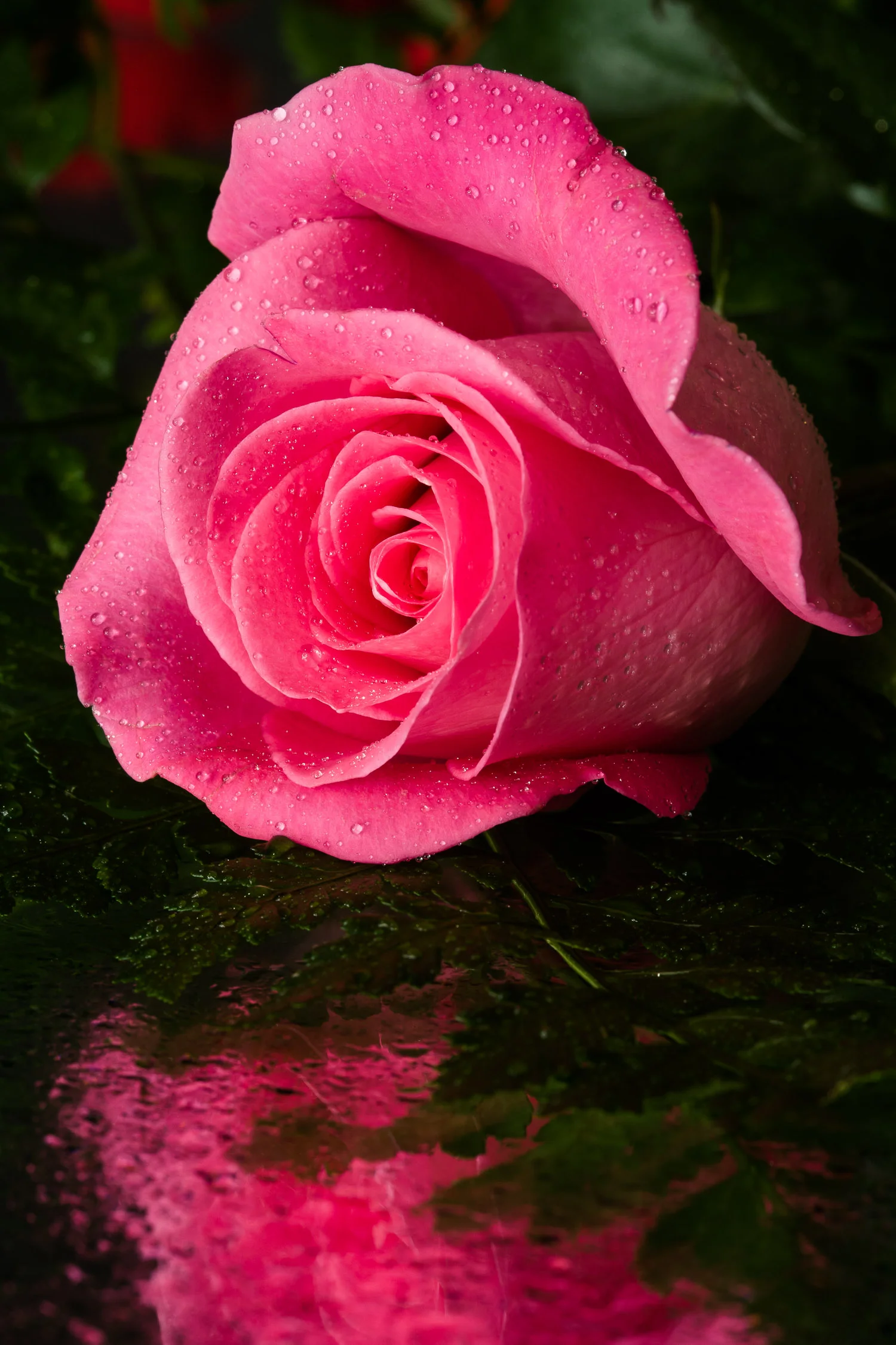 Love's Promise