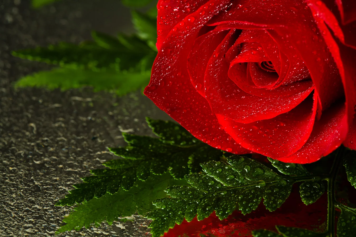 Passion's Rose
