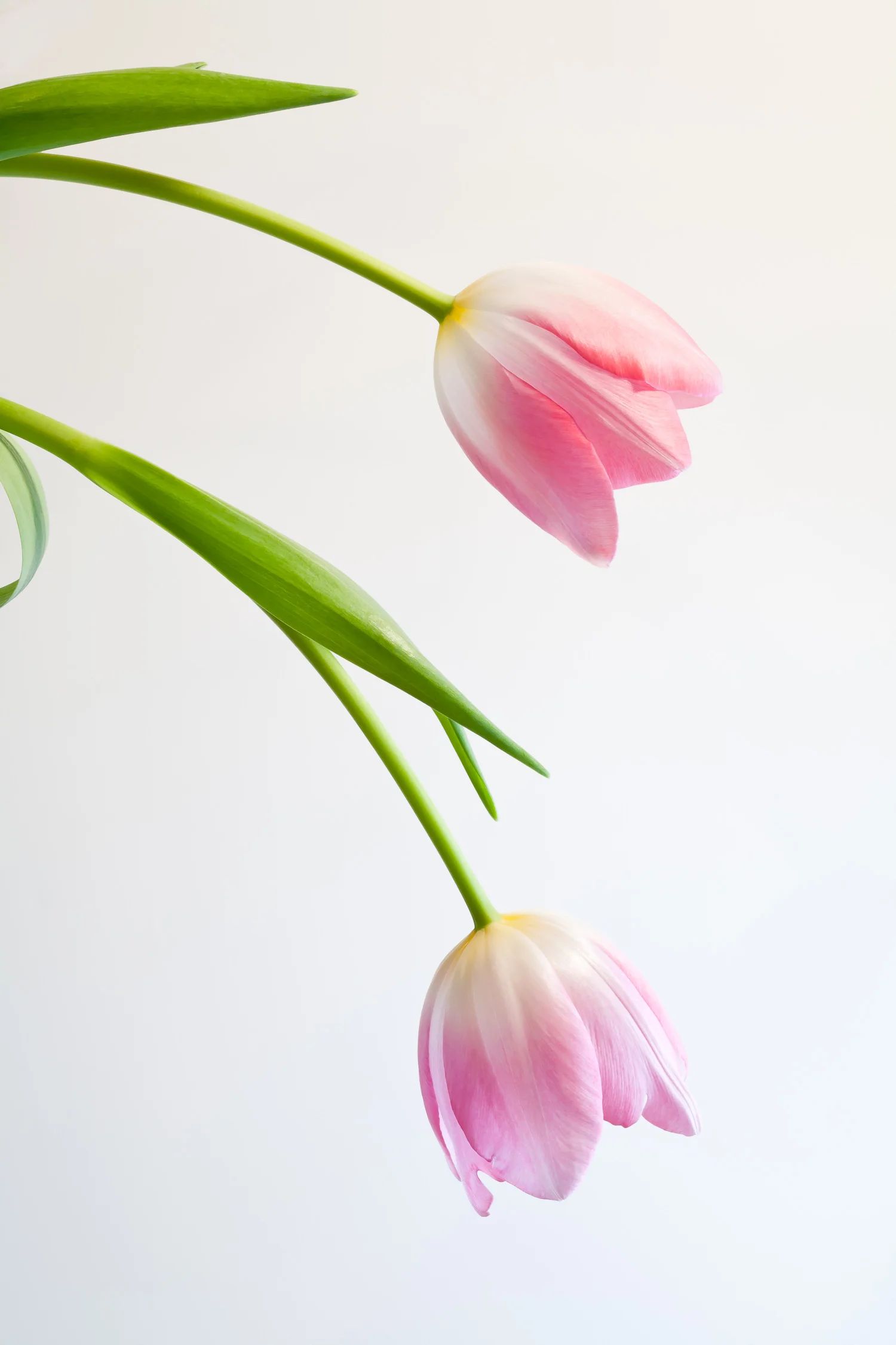 Pink Tulips