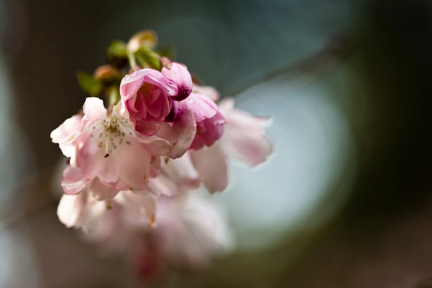 Spring Blossoms