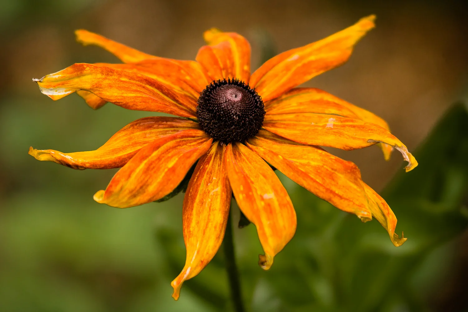 Sun Dancer