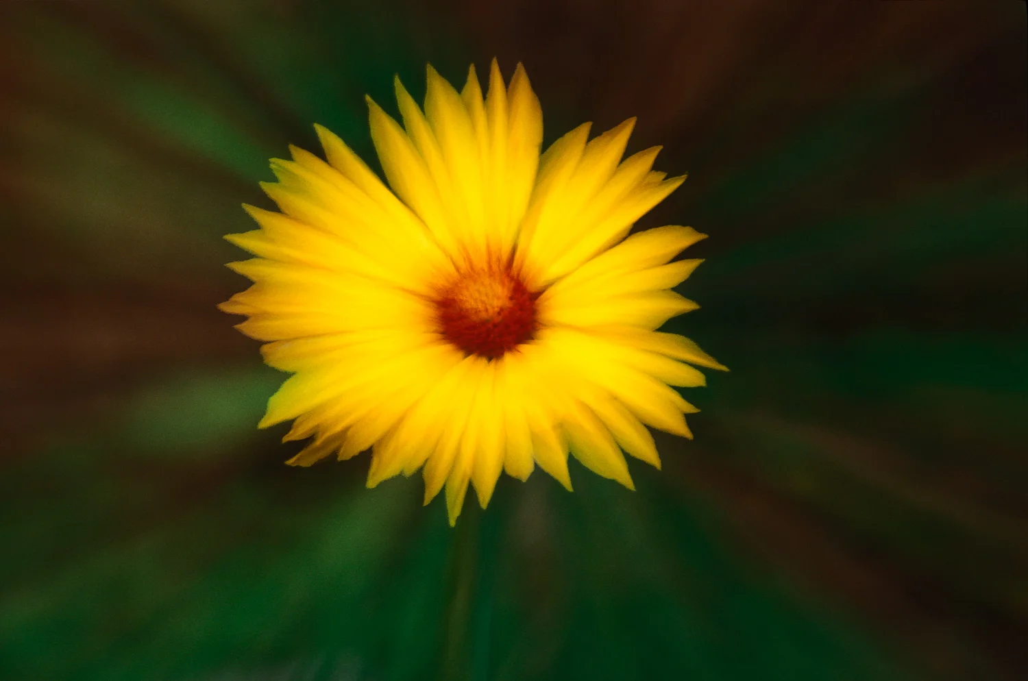 Sunflower Zoom
