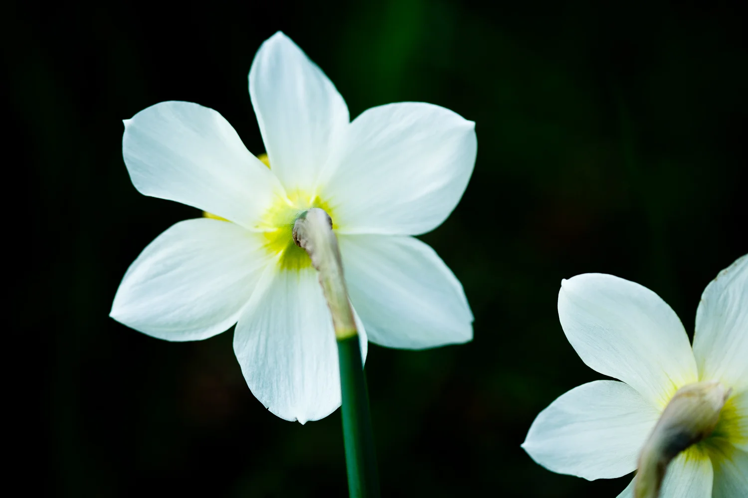 White Daffodils